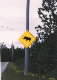Moose on the road